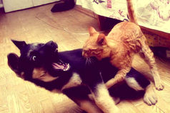 Чертова диета… Стояла в автобусе рядом с мужиком ,… от которого пахло жареной картошкой… Не выдержала и… укусила его!