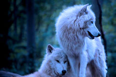 Надеяться можно на что угодно, но рассчитывать — только на себя.