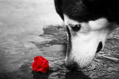 Бывают люди душой глубокие, как океан, — в которых хочется окунуться… И бывают люди, как лужи, которых надо обходить, — чтобы не запачкаться…