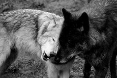 Ты не считай друзей на пересчет! Не тот твой друг, кем любопытство движет, а тот, кто с радостью с тобой разделит взлёт… и кто в беде… твой тихий плач… услышит…