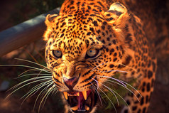 Я баба нервная, поэтому телефон у меня дешёвый и посуда одноразовая.