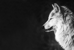 Мы глухих заставляем слушать, а немых вынуждаем орать… Мы врагам открываем душу, а родных оставляем страдать… Мы покой обретаем в драке, и суетимся, когда её нет… Мы столько видим во мраке, и ничего — когда горит свет.