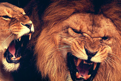 — Дорогая, я решил, что больше никогда не буду с тобой ругаться!  — Нет, вы посмотрите на него, он решил… А у меня ты спросил!