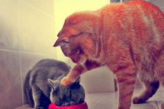 Спросил у жены, что на ужин, говорит: кавказское блюдо-жричодали…