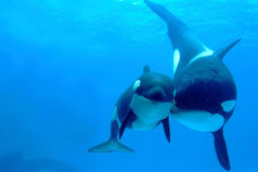 Кит плавает вокруг самки и с упреком говорит: — Сколько стран, сотни экологических организаций, выдающиеся политические лидеры, миллионы людей — все они борются за то, чтобы наш вид выжил, а ты мне говоришь — голова болит…