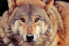 Много без вести пропавших при переходе от слов к делу...