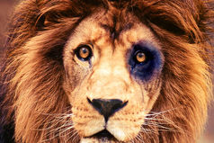 - Я когда напьюсь, никого не боюсь! - Даже жены? - Ну, до такой степени я ещё ни разу не напивался...