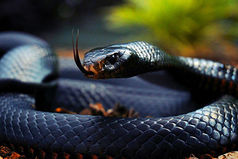 Жена под страхом развода запретила мужу называть тещу змеей. Муж перестал. Теперь по приезду тещи выдает: «Мама приползла».