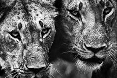 Истинной львице все равно, что говорят про неё облезлые кошки и пищат серые мышки.