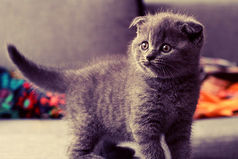 Утро начинается не с кофе, а с того, что бы накормить маленькое чудовище, которое все именуют котом. 