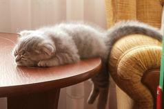 Каждое утро я говорю себе: «Подъем, красотка, нас ждут великие дела!», но внутренний голос шепчет, что если ждут, значит, любят, а если любят, то подождут.