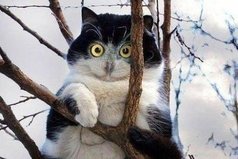 Кошку не видела... Хомяка не ела.... И вообще я - сова!