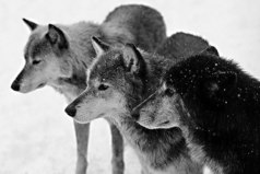 С возрастом меняется многое. Меняется мнение, желания, взгляды, меняемся мы сами.