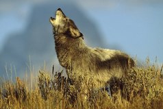 Взрослеешь тогда, когда способен улыбнуться тому, кто сделал тебе больно.