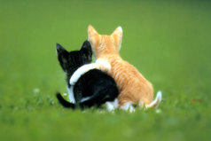 Друг - это тот, который в большой, шумной компании заметил, что ты ушел.