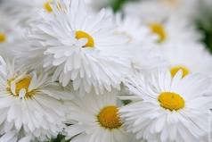 Иногда тёплый букет простых полевых ромашек говорит о чувствах человека больше, чем огромная охапка холодных, дорогих роз.