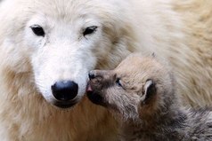 Никогда не забывай любить маму.