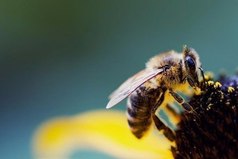 Пчела, вонзив стальное жало, не знает, что она пропала... Так и глупцы, пуская яд, не понимают, что творят.