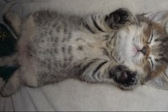 Меня звали мечты, приключения, великие дела! Но диван кричал громче всех.