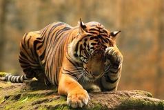 Самый лучший способ не разочаровываться - ничего ни от кого не ждать.