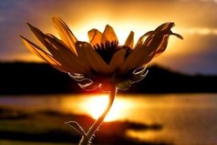 Сердце - как цветок: его нельзя открыть силой, оно должно раскрыться само.