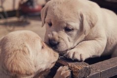 Зачем нам нужна нежность? Да хотя бы затем, что сама себя в нос не поцелуешь.