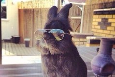 Как бы ты ни старался, ты никогда не будешь выглядеть так же круто, как этот кролик.