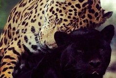 Влюбленный не ищет другой красоты.