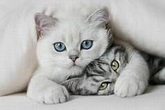 Сколько бы недостатков не было у человека – он всегда будет идеальным, если он любимый.