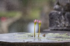 Тот, кто говорит, что солнце приносит счастье, никогда не танцевал под дождем.