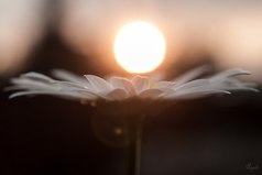 В этом мире можно искать всё, кроме Любви и Смерти… Они сами тебя найдут, когда придет время.