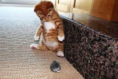 Батюшки… Кто это? Серый, лохматый… Неужели волк???