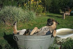 -Шарик!  -Чо?! -Фас! -Щас!​​​