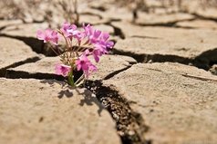 Как бы трудно Вам ни было - не меняйте красоту своей души на мертвый холод камня! Даже если Вас сломали - прорастайте заново!