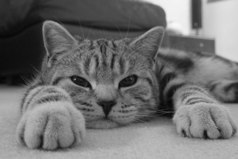 В выходные я занимаюсь недвижимостью. Лежу и не двигаюсь.