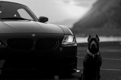 Не предает лишь автомобиль и собака.