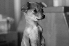 Никогда не говори 