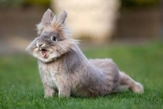 Даже кролик делает зарядку! А ты?