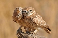 Терпение — единственный способ выжить в мире идиотов.