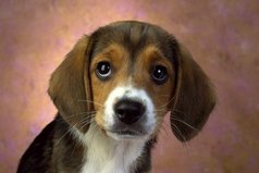 Собака - очень необычное создание. Она никогда не пристает с расспросами, какое у тебя настроение, ее не интересует, богат ты или беден, глуп или умен, грешник или святой. Ты ее друг - ей этого достаточно.