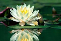 Имейте терпение. Пусть грязь осядет, и вода станет чистой, тогда правильные действия станут напрашиваться сами собой.