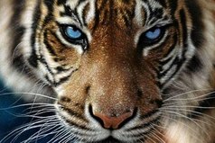 Вами управляет тот, кто вас злит.