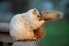 В любой непонятной ситуации держи хвост пистолетом.