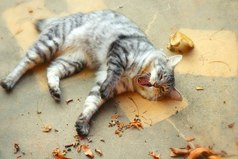 При виде дивана хочется лечь... При виде воды - пить... Еды - есть... А вот с работой что-то не так!