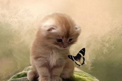 Счастье подобно бабочке. Чем больше ловишь его, тем больше оно ускользает. Но если Вы перенесете своё внимание на другие вещи, оно прилетит и тихо сядет к Вам на плечо. 