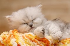 Проснулась утром рано и думаю: 