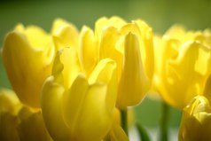 Мужчины делают женщин беспомощными, когда берут на себя все решения, давая им указания. В моей жизни мужчины делали все, чтобы обречь меня на зависимость от них...