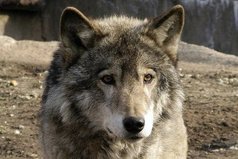 Волк - единственный из зверей, который может пойти в бой на более сильного противника. Если же он проиграл бой, то до последнего вздоха смотрит в глаза противника, после чего умирает...