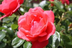 Супружеская любовь сохраняется дольше благодаря щепотке ненависти...