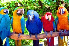 Когда орлы молчат, болтают попугаи...